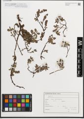 Foto von Salix L.